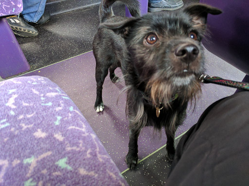 A small black terrier dog on a bus between Maryhill and City Centre.