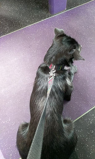 A small black terrier dog on a bus between Maryhill and City Centre.