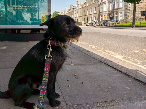 A small black terrier dog on a bus between King Street and Seaton Park.