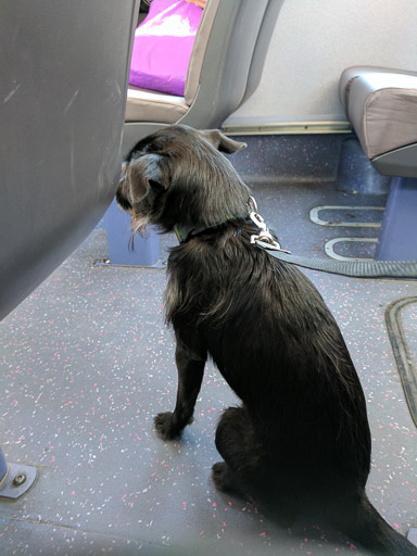 A small black terrier dog on a bus between King Street and Seaton Park.