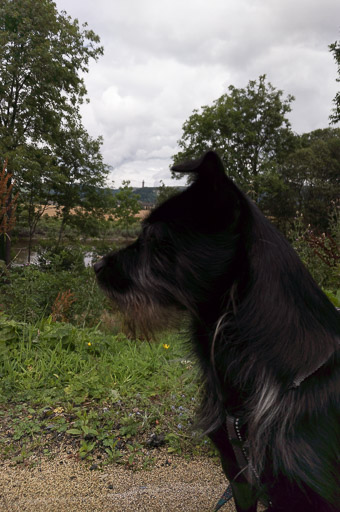 A small black terrier dog on a walk at Stirling.