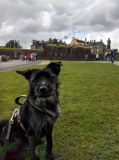 A small black terrier dog on a walk at Stirling.