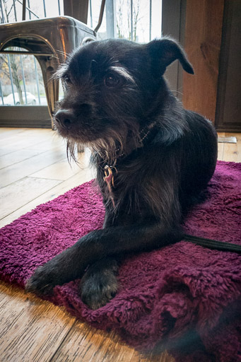 A small black terrier dog  at The Botany.