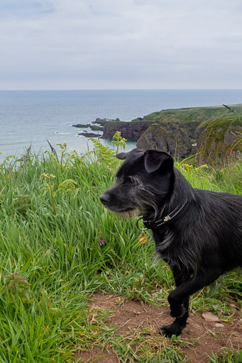 A small black terrier dog on a walk at Stonehaven.