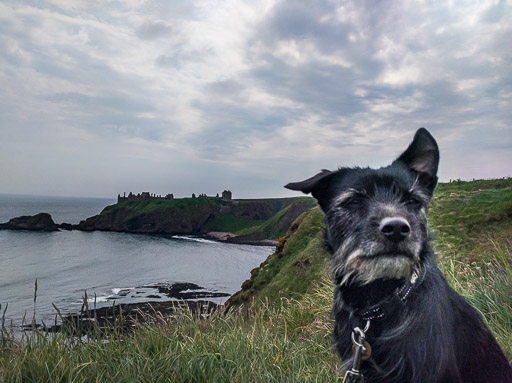 A small black terrier dog on a walk at Stonehaven.