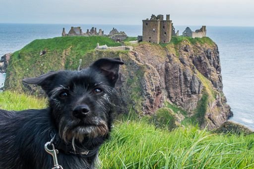 A small black terrier dog on a walk at Stonehaven.