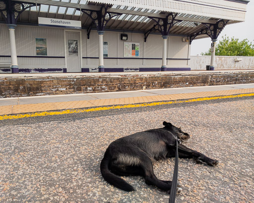 A small black terrier dog at Stonehaven Station.