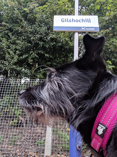 A small black terrier dog at Gilshochill Station.