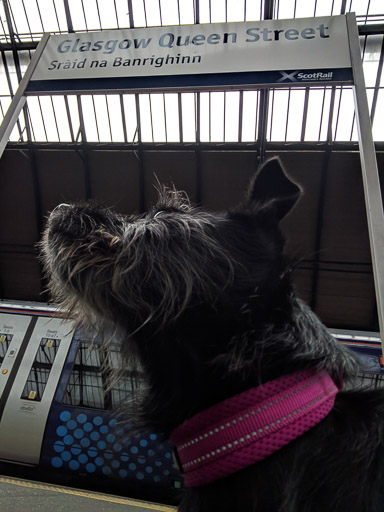 A small black terrier dog at Glasgow Queen Street Station.