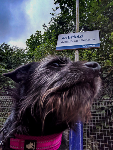 A small black terrier dog at Ashfield Station.