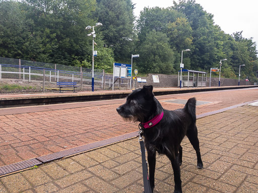 A small black terrier dog at Ashfield Station.