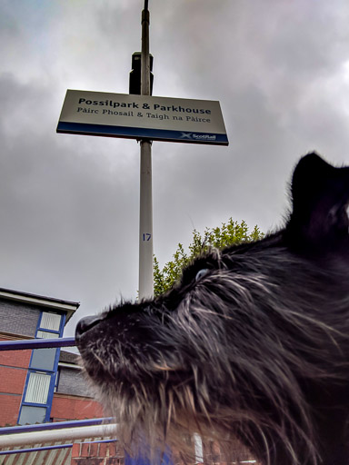 A small black terrier dog at Possilpark and Parkhouse Station.