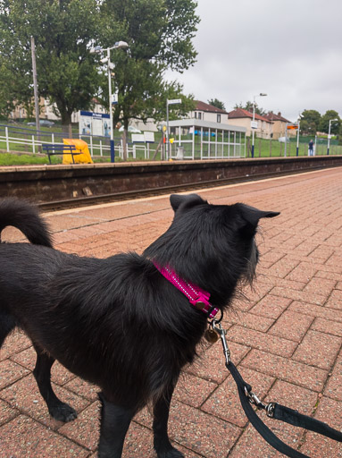 A small black terrier dog at Possilpark and Parkhouse Station.