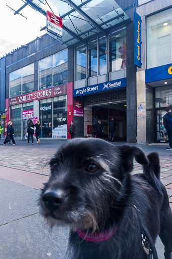 A small black terrier dog at Argyle Street Station.