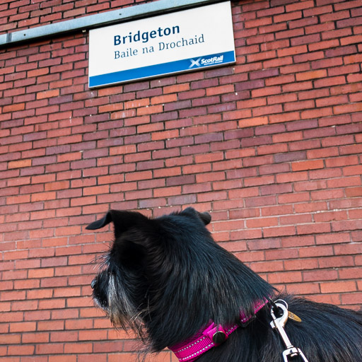 A small black terrier dog at Bridgeton Station.