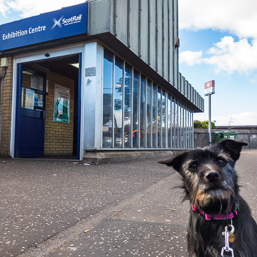 A small black terrier dog at Exhibition Centre (Glasgow) Station.