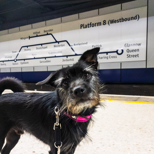 A small black terrier dog at Glasgow Queen Street Ll Station.