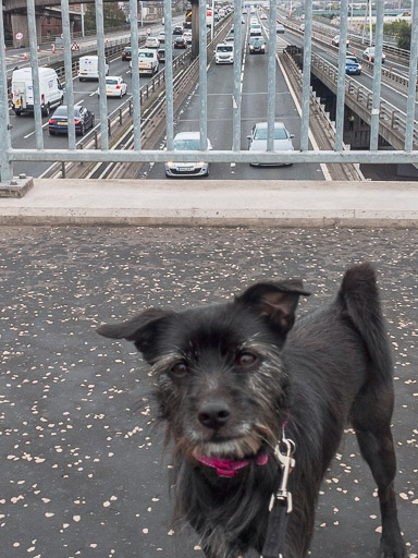 A small black terrier dog on a walk between Charing Cross (Glasgow) and Anderston.