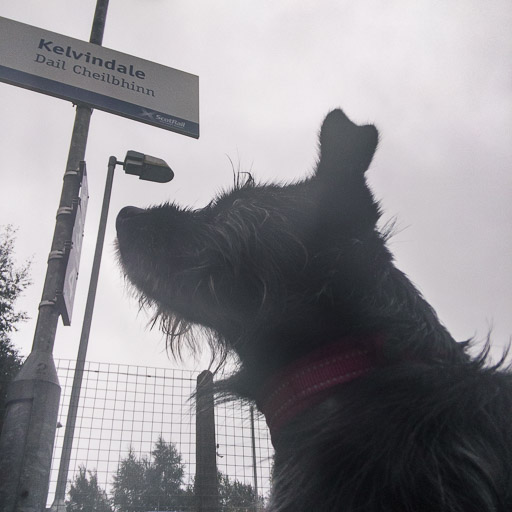 A small black terrier dog at Kelvindale Station.