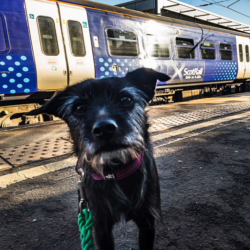 A small black terrier dog at Partick Station.