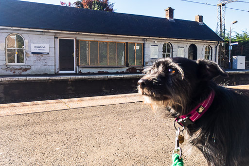 A small black terrier dog at Kilpatrick Station.