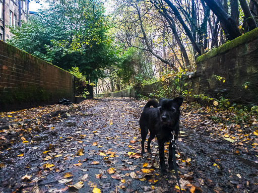 A small black terrier dog on a walk at Hyndland.