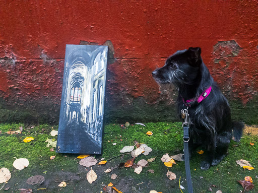 A small black terrier dog on a walk at Hyndland.