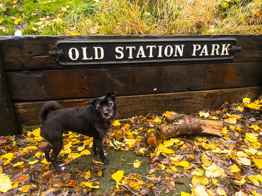 A small black terrier dog on a walk at Hyndland.