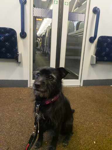 A small black terrier dog on a train between Anniesland and Maryhill.