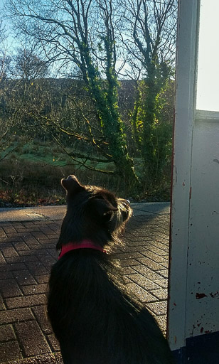 A small black terrier dog at I.B.M. Station.