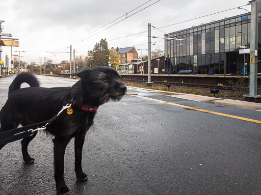 A small black terrier dog at Larbert Station.