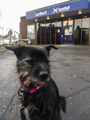 A small black terrier dog at Larbert Station.