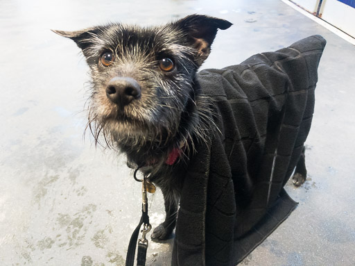 A small black terrier dog at Larbert Station.