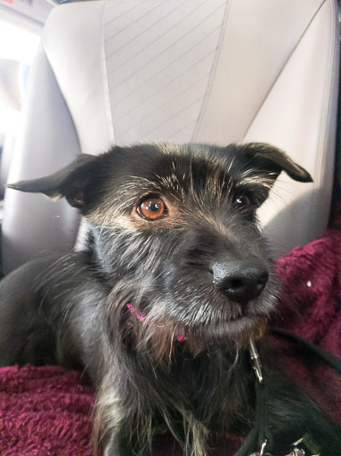 A small black terrier dog on a train between Glasgow Queen Street and Aberdeen.