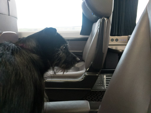 A small black terrier dog on a train between Glasgow Queen Street and Aberdeen.