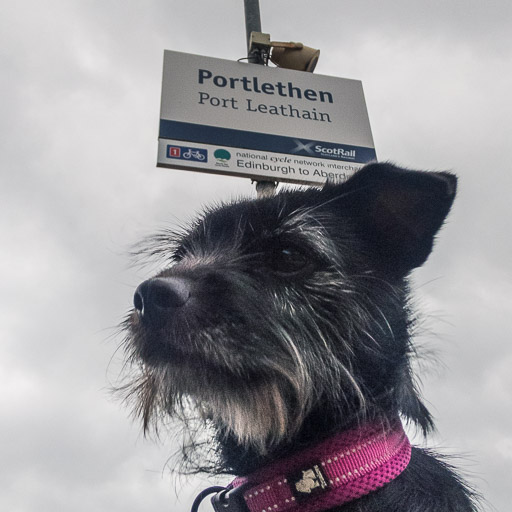 A small black terrier dog at Portlethen Station.