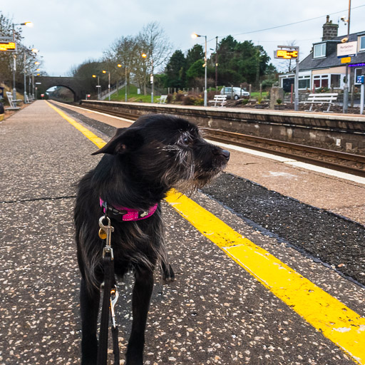 A small black terrier dog at Portlethen Station.