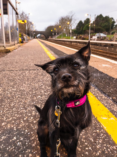 A small black terrier dog at Portlethen Station.