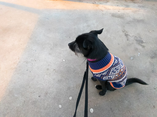 A small black terrier dog at Portlethen Station.