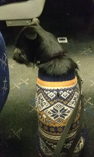 A small black terrier dog on a train between Portlethen and Aberdeen.