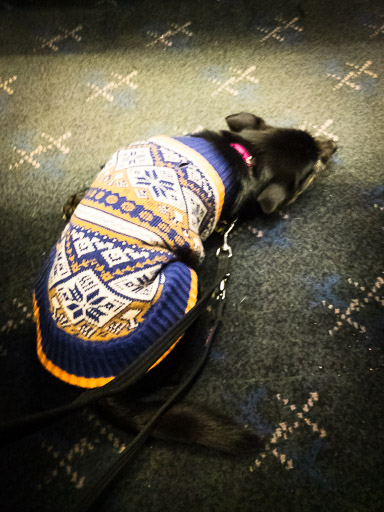 A small black terrier dog on a train between Portlethen and Aberdeen.