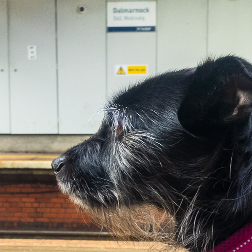 A small black terrier dog at Dalmarnock Station.