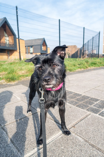 A small black terrier dog on a walk at Dalmarnock.