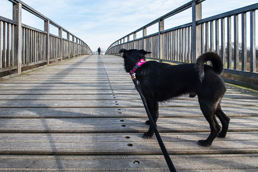 A small black terrier dog on a walk at Dalmarnock.