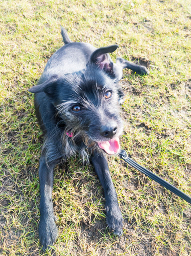 A small black terrier dog on a walk at Dalmarnock.