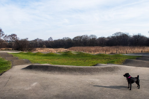 A small black terrier dog on a walk at Dalmarnock.