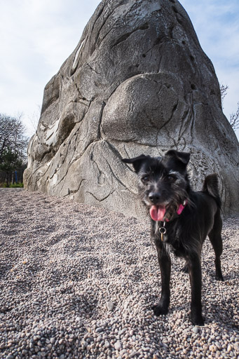 A small black terrier dog on a walk at Dalmarnock.