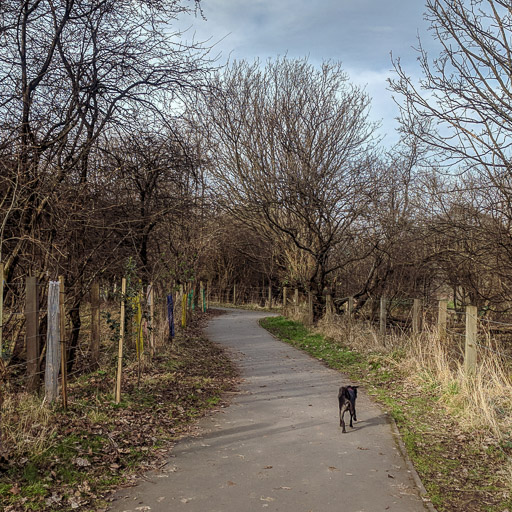 A small black terrier dog on a walk at Dalmarnock.