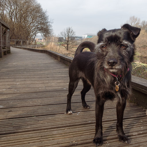 A small black terrier dog on a walk at Dalmarnock.