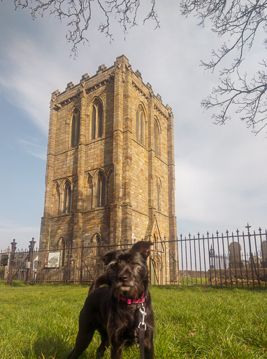 A small black terrier dog on a walk at Stirling.